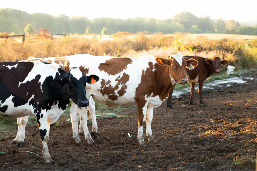 milk cows